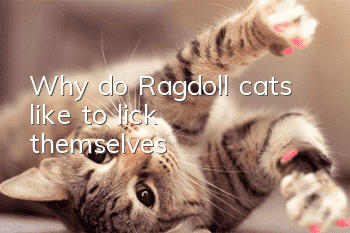 Why do Ragdoll cats like to lick themselves?