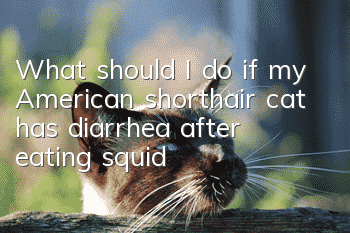 What should I do if my American shorthair cat has diarrhea after eating squid?