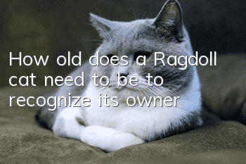 How old does a Ragdoll cat need to be to recognize its owner?