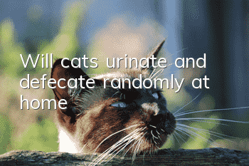 Will cats urinate and defecate randomly at home?