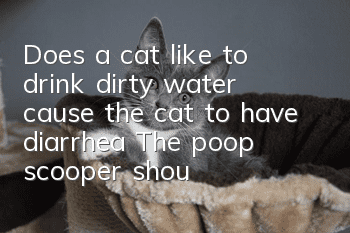 Does a cat like to drink dirty water cause the cat to have diarrhea? The poop scooper should pay attention!
