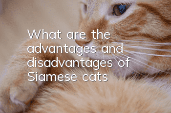 What are the advantages and disadvantages of Siamese cats?