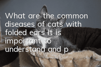 What are the common diseases of cats with folded ears? It is important to understand and prevent them in time!