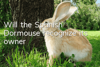 Will the Spanish Dormouse recognize its owner?
