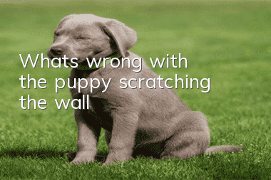 What's wrong with the puppy scratching the wall?