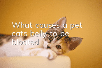 What causes a pet cat’s belly to be bloated?