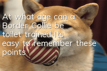 At what age can a Border Collie be toilet trained? It’s easy to remember these points!