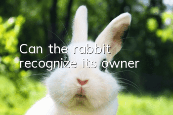 Can the rabbit recognize its owner?