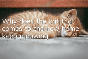 Why does the cat that comes to the new home keep meowing?