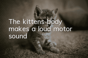 The kitten's body makes a loud motor sound