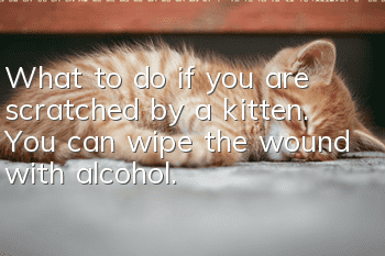 What to do if you are scratched by a kitten. You can wipe the wound with alcohol.