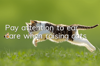 Pay attention to ear care when raising cats