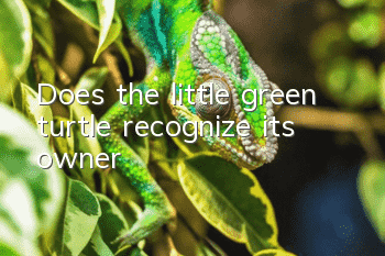 Does the little green turtle recognize its owner?