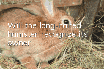 Will the long-haired hamster recognize its owner?