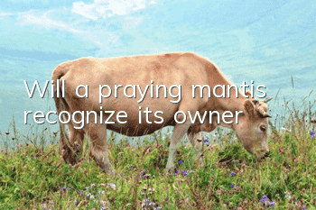 Will a praying mantis recognize its owner?