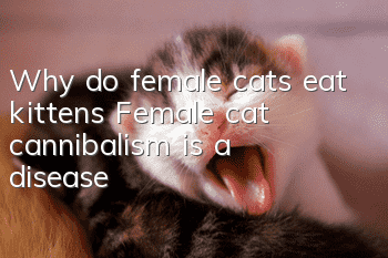 Why do female cats eat kittens? Female cat cannibalism is a disease