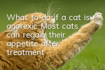 What to do if a cat is anorexic? Most cats can regain their appetite after treatment