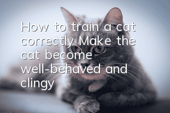 How to train a cat correctly? Make the cat become well-behaved and clingy!