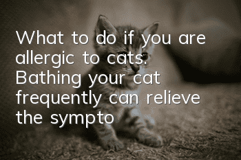 What to do if you are allergic to cats. Bathing your cat frequently can relieve the symptoms.