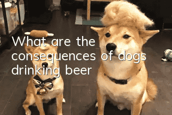 What are the consequences of dogs drinking beer?