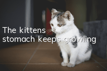 The kitten's stomach keeps growling