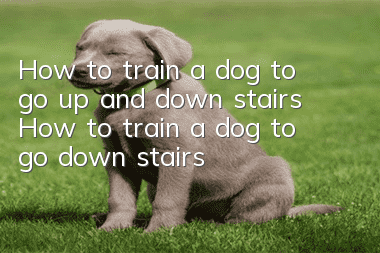 How to train a dog to go up and down stairs? How to train a dog to go down stairs!