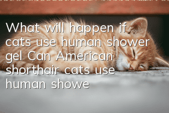 What will happen if cats use human shower gel? Can American shorthair cats use human shower gel when bathing?