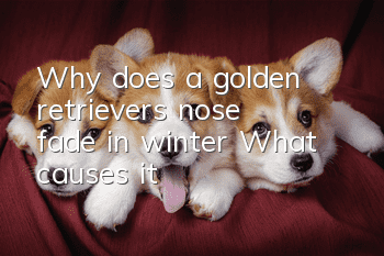 Why does a golden retriever's nose fade in winter? What causes it?