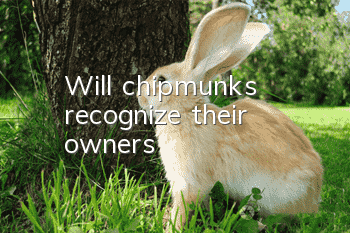 Will chipmunks recognize their owners?