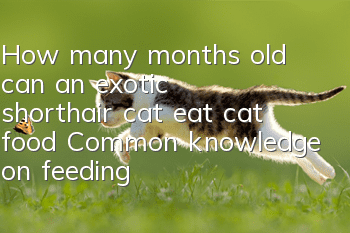 How many months old can an exotic shorthair cat eat cat food? Common knowledge on feeding exotic shorthair cats!