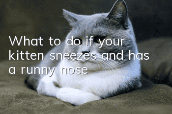 What to do if your kitten sneezes and has a runny nose