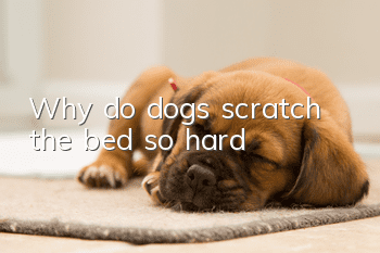 Why do dogs scratch the bed so hard?