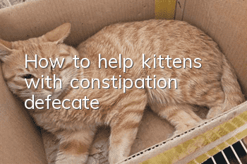 How to help kittens with constipation defecate