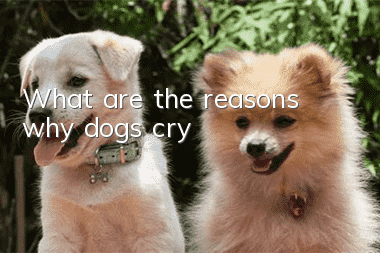 What are the reasons why dogs cry?