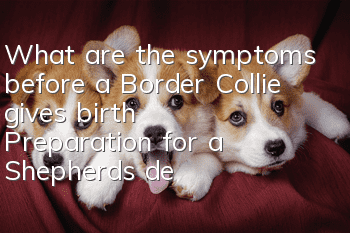 What are the symptoms before a Border Collie gives birth? Preparation for a Shepherd’s delivery!