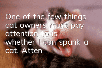 One of the few things cat owners must pay attention to is whether I can spank a cat. Attention cat owners!