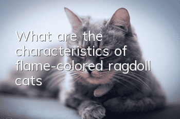 What are the characteristics of flame-colored ragdoll cats?
