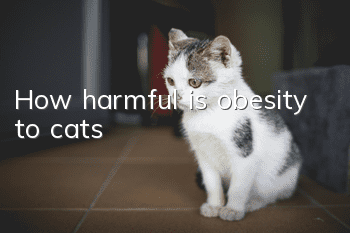 How harmful is obesity to cats?