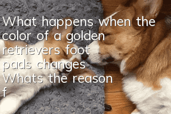 What happens when the color of a golden retriever's foot pads changes? What's the reason for the discoloration of the golden retriever's foot pads!