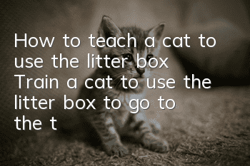 How to teach a cat to use the litter box? Train a cat to use the litter box to go to the toilet!