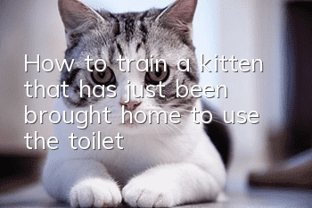 How to train a kitten that has just been brought home to use the toilet?