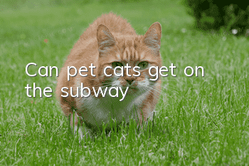 Can pet cats get on the subway?