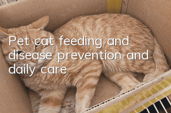 Pet cat feeding and disease prevention and daily care