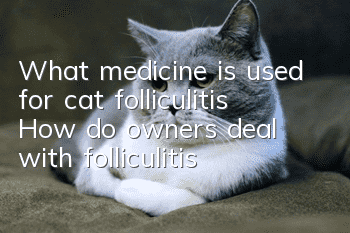 What medicine is used for cat folliculitis? How do owners deal with folliculitis?