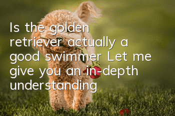 Is the golden retriever actually a good swimmer? Let me give you an in-depth understanding of the golden retriever!