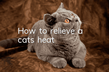 How to relieve a cat’s heat