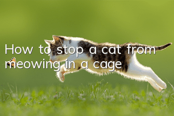 How to stop a cat from meowing in a cage