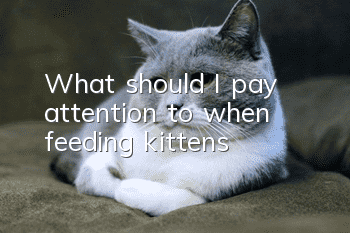What should I pay attention to when feeding kittens?