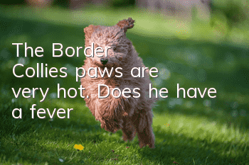 The Border Collie's paws are very hot. Does he have a fever?