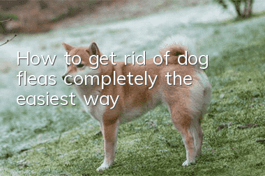 How to get rid of dog fleas completely the easiest way